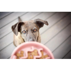 Calidu Ceramic Anti-Gulping Bowl Rose 1 pc